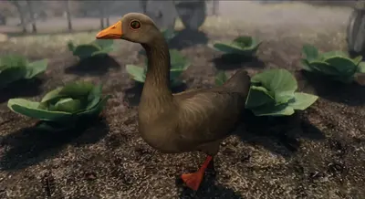 Фермерские гуси