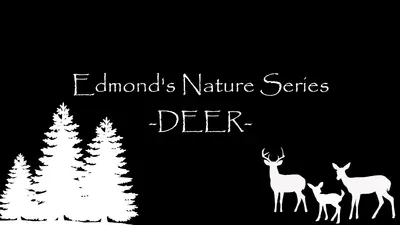 Серия природы Эдмонда — ОЛЕНИ