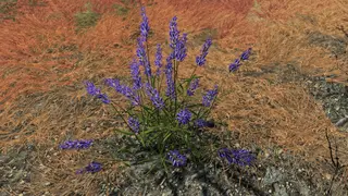 DrJacopo's - 3D Lavender